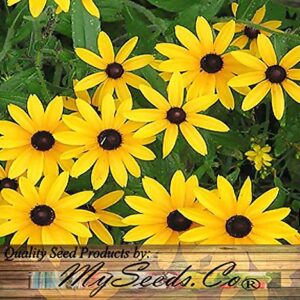 Big Pack - (100,000+) Black Eyed Susan Flower Seeds - Self Reseeds Rudbeckia hirta - Perfect Golden Cut Flowers - Flower Seeds by MySeeds.Co (Big Pack - Black Eyed Susan)