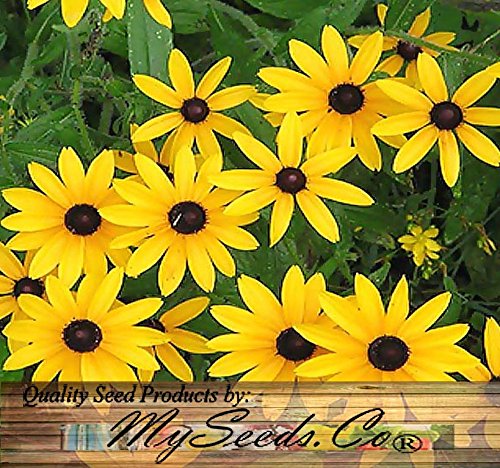 Big Pack - (100,000+) Black Eyed Susan Flower Seeds - Self Reseeds Rudbeckia hirta - Perfect Golden Cut Flowers - Flower Seeds by MySeeds.Co (Big Pack - Black Eyed Susan)