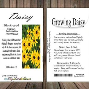 Big Pack - (100,000+) Black Eyed Susan Flower Seeds - Self Reseeds Rudbeckia hirta - Perfect Golden Cut Flowers - Flower Seeds by MySeeds.Co (Big Pack - Black Eyed Susan)