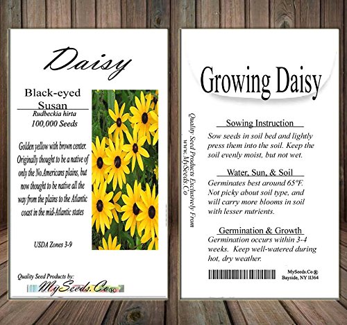 Big Pack - (100,000+) Black Eyed Susan Flower Seeds - Self Reseeds Rudbeckia hirta - Perfect Golden Cut Flowers - Flower Seeds by MySeeds.Co (Big Pack - Black Eyed Susan)