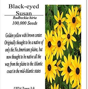 Big Pack - (100,000+) Black Eyed Susan Flower Seeds - Self Reseeds Rudbeckia hirta - Perfect Golden Cut Flowers - Flower Seeds by MySeeds.Co (Big Pack - Black Eyed Susan)