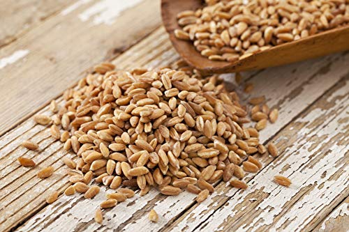 Pampered Chicken Mama Non-GMO Wheat Seeds for Sprouting Fodder 3 pounds