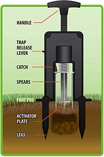 DEADSET MOLE TRAP