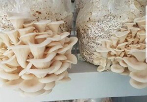 100 grams/4 oz of white elm oyster mushroom spawn mycelium to grow gourmet and medicinal mushrooms at home or commercially - use to grow on straw or sawdust blocks - g1 or g2 spawn