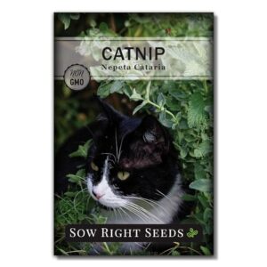 sow right seeds - catnip seed for planting - popular herb for happy cats - non-gmo heirloom packet with instructions to plant and grow - a gift for the cat lover - perennial herb indoors (1)