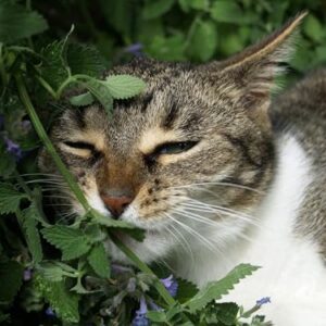 Sow Right Seeds - Catnip Seed for Planting - Popular Herb for Happy Cats - Non-GMO Heirloom Packet with Instructions to Plant and Grow - A Gift for The Cat Lover - Perennial Herb Indoors (1)