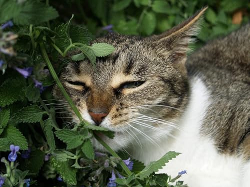 Sow Right Seeds - Catnip Seed for Planting - Popular Herb for Happy Cats - Non-GMO Heirloom Packet with Instructions to Plant and Grow - A Gift for The Cat Lover - Perennial Herb Indoors (1)