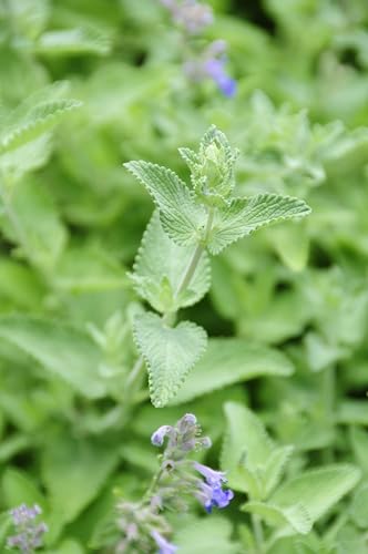 Sow Right Seeds - Catnip Seed for Planting - Popular Herb for Happy Cats - Non-GMO Heirloom Packet with Instructions to Plant and Grow - A Gift for The Cat Lover - Perennial Herb Indoors (1)