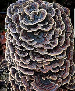 100 turkey tail mushroom spawn plugs to grow gourmet and medicinal mushrooms at home or commercially.