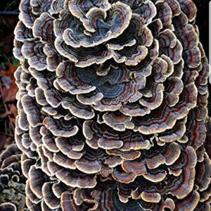 100 Turkey Tail Mushroom Spawn Plugs to Grow Gourmet and Medicinal Mushrooms at Home or commercially.