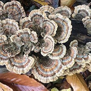 100 Turkey Tail Mushroom Spawn Plugs to Grow Gourmet and Medicinal Mushrooms at Home or commercially.