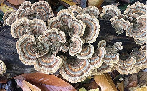 100 Turkey Tail Mushroom Spawn Plugs to Grow Gourmet and Medicinal Mushrooms at Home or commercially.