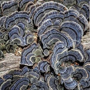 100 Turkey Tail Mushroom Spawn Plugs to Grow Gourmet and Medicinal Mushrooms at Home or commercially.