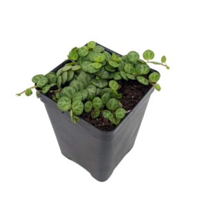 string of hearts/turtles/peace sign/cross - peperomia prostrata- 2.5" pot