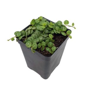 String of Hearts/Turtles/Peace Sign/Cross - Peperomia prostrata- 2.5" Pot