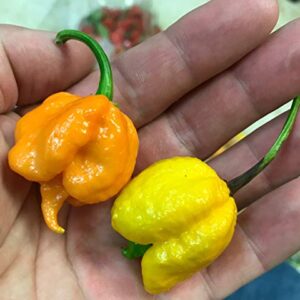 Orange Carolina Reaper HP22B Pepper Premium Seed Packet Record Hottest in The World + More