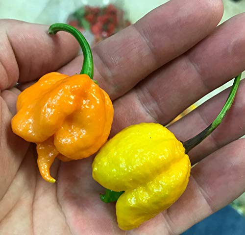 Orange Carolina Reaper HP22B Pepper Premium Seed Packet Record Hottest in The World + More