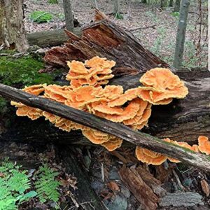 100 Chicken of The Woods Mushroom Spawn Plugs to Grow Gourmet and Medicinal Mushrooms at Home or commercially.