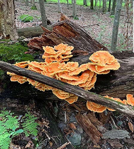 100 Chicken of The Woods Mushroom Spawn Plugs to Grow Gourmet and Medicinal Mushrooms at Home or commercially.