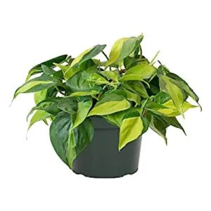 american plant exchange live philodendron brasil plant, sweetheart plant, heart-leaf plant, plant pot for home and garden decor, 6" pot