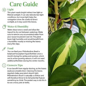 American Plant Exchange Live Philodendron Brasil Plant, Sweetheart Plant, Heart-Leaf Plant, Plant Pot for Home and Garden Decor, 6" Pot