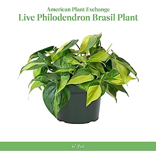 American Plant Exchange Live Philodendron Brasil Plant, Sweetheart Plant, Heart-Leaf Plant, Plant Pot for Home and Garden Decor, 6" Pot