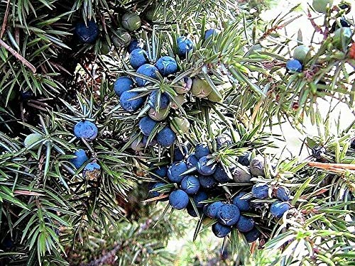 60 Organic Seeds Common Juniper Juniperus Communis Tree Shrub Fruit Seeds #SFB