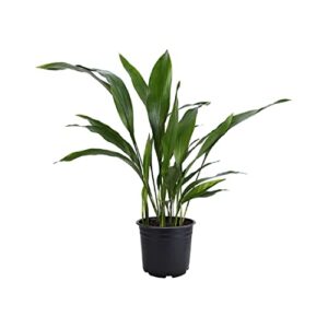 american plant exchange cast iron plant, 6-inch pot, live indoor houseplant, easy to grow, real plant for home & office decor, thrives on neglect