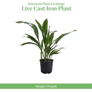 American Plant Exchange Cast Iron Plant, 6-Inch Pot, Live Indoor Houseplant, Easy to Grow, Real Plant for Home & Office Decor, Thrives on Neglect