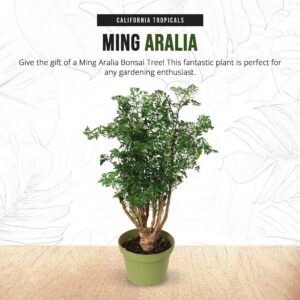 California Tropicals Ming Aralia 6'' Live Bonsai Tree - Unique and Easy to Grow Houseplant for Hobbies, Desk, Interior Ideas, Gardening, Crafts, Gifts, and Starter Gardeners