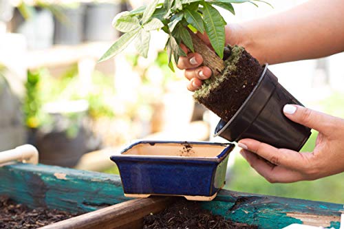 Glazed Ceramic Bonsai Pot - Decorative Planter for Dwarf Trees, Succulents, Small Plants - Blue Rectangular Container Perfect for Indoor and Outdoor Gardens, Table Centerpieces and Windowsill Décor