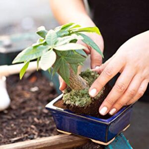 Glazed Ceramic Bonsai Pot - Decorative Planter for Dwarf Trees, Succulents, Small Plants - Blue Rectangular Container Perfect for Indoor and Outdoor Gardens, Table Centerpieces and Windowsill Décor