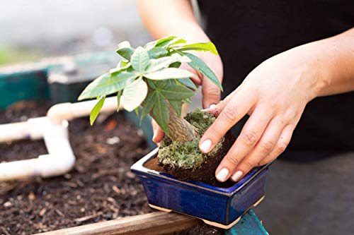 Glazed Ceramic Bonsai Pot - Decorative Planter for Dwarf Trees, Succulents, Small Plants - Blue Rectangular Container Perfect for Indoor and Outdoor Gardens, Table Centerpieces and Windowsill Décor