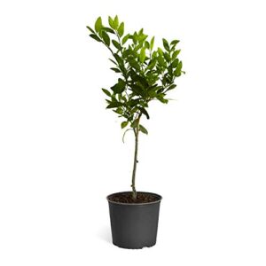 brighter blooms - calamondin orange tree, 3-4 ft. - indoor/outdoor patio citrus trees, ready to give fruit - cannot ship to fl, ca, tx, la, or, al, and az