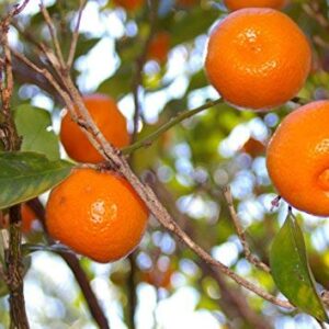 Brighter Blooms - Calamondin Orange Tree, 3-4 Ft. - Indoor/Outdoor Patio Citrus Trees, Ready to Give Fruit - Cannot Ship to FL, CA, TX, LA, OR, AL, and AZ