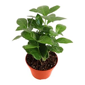 california tropicals arabica coffee plant - 4'' live plant, coffee tree, cutie beans, indoor plant care, gift for coffee lovers, house plants indoors for beginners, flowering trees & shrubs
