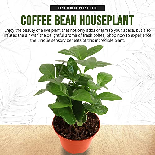 California Tropicals Arabica Coffee Plant - 4'' Live Plant, Coffee Tree, Cutie Beans, Indoor Plant Care, Gift for Coffee Lovers, House Plants Indoors for Beginners, Flowering Trees & Shrubs