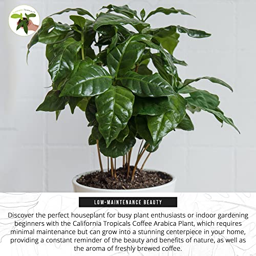 California Tropicals Arabica Coffee Plant - 4'' Live Plant, Coffee Tree, Cutie Beans, Indoor Plant Care, Gift for Coffee Lovers, House Plants Indoors for Beginners, Flowering Trees & Shrubs