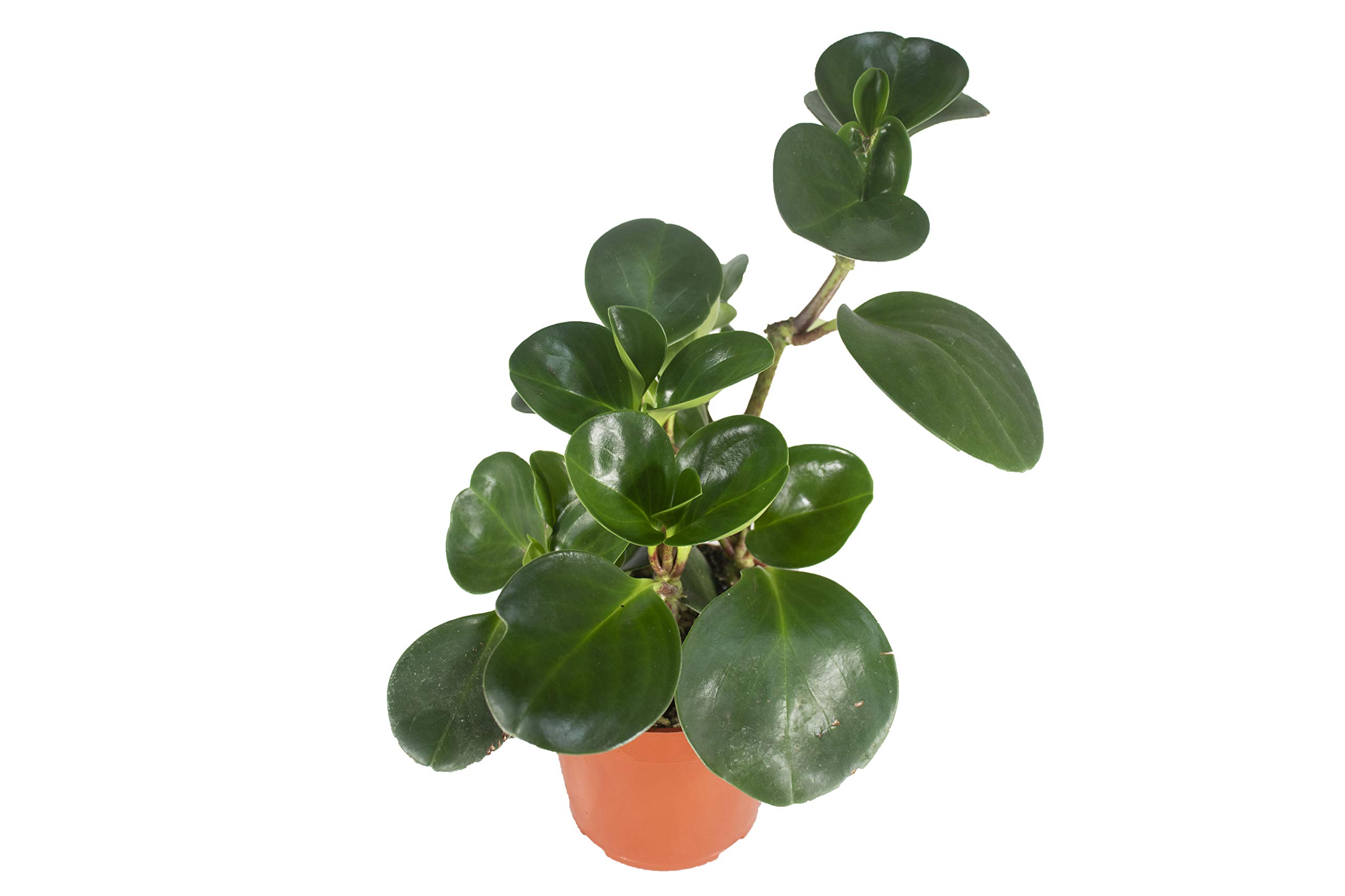 Live Baby Rubber Plant - 4'' Small Pot Peperomia Obtusifolia from California Tropicals, Ideal Gift for Office, Garden, Home Decor, Indoor and Outdoor Easy Care Green Plant