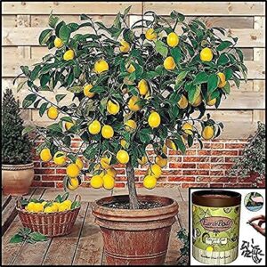 EarthPods Premium Fruit & Citrus Plant Food – Easy Organic Fertilizer Spikes – 100 Capsules – Boost Bloom, Fruit Flavor, Root Growth (Great for Dwarf Meyer Lemon, Lime, Orange, Avocado, Banana Trees)