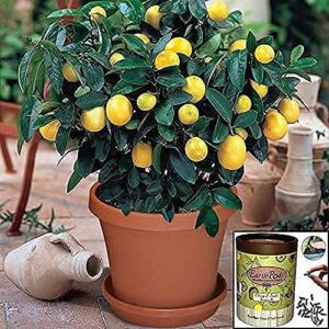 EarthPods Premium Fruit & Citrus Plant Food – Easy Organic Fertilizer Spikes – 100 Capsules – Boost Bloom, Fruit Flavor, Root Growth (Great for Dwarf Meyer Lemon, Lime, Orange, Avocado, Banana Trees)