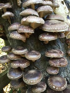 100 shiitake mushroom spawn plugs to grow gourmet and medicinal mushrooms at home or commercially. grow mushrooms for years to come.