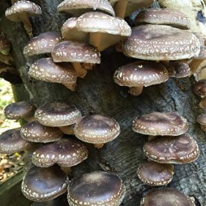 100 Shiitake Mushroom Spawn Plugs to Grow Gourmet and Medicinal Mushrooms at Home or commercially. Grow Mushrooms for Years to Come.