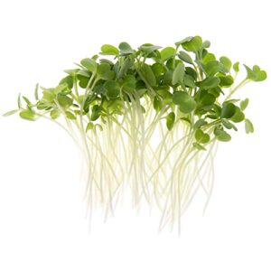 Arugula Microgreen Seeds Bulk 1 LB Resealable Bag | Spicy & Flavorful Greens | Non GMO Heirloom Seeds | Rocket Salad by Rainbow Heirloom Seed Co.