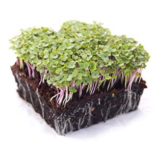 Kale Trio Sprouting & Microgreen Mix | Contains Blue Curled Scotch, Premier & Red Russian Kale Seeds | Heirloom Non-GMO Seeds | Bulk 1 LB Resealable Bag | Rainbow Heirloom Seed Co.