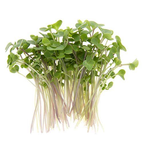 Kale Trio Sprouting & Microgreen Mix | Contains Blue Curled Scotch, Premier & Red Russian Kale Seeds | Heirloom Non-GMO Seeds | Bulk 1 LB Resealable Bag | Rainbow Heirloom Seed Co.