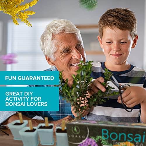 Bonsai Tree Seed Starter Kit - Complete Growing Kit - Grow 4 Bonsai Tree Live Indoor Plant from Seed - Adult Crafts - Grow Your Own Live Plant - Great DIY Kits for Adults - Crafts for Adults