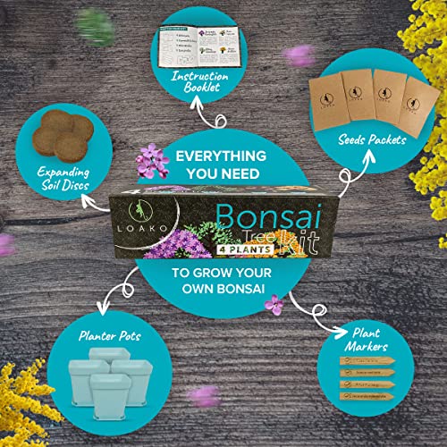 Bonsai Tree Seed Starter Kit - Complete Growing Kit - Grow 4 Bonsai Tree Live Indoor Plant from Seed - Adult Crafts - Grow Your Own Live Plant - Great DIY Kits for Adults - Crafts for Adults