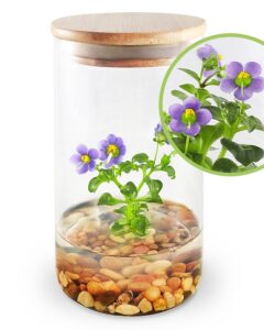 bloomify persian violet (exacum affine) - live flower terrarium in self sustaining glass jar, maintenance free and blooms all-season, great unique gift and home decor, 100% growth guarantee