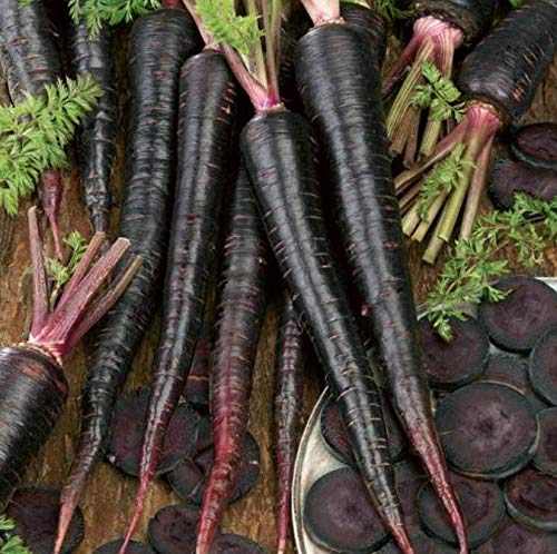 Ohio Heirloom Black Nebula Carrot Seeds, 100+ Organic Non-GMO Heirloom Seeds for High Yields, Easy to Grow Vegetables for Home and Outdoor Gardens